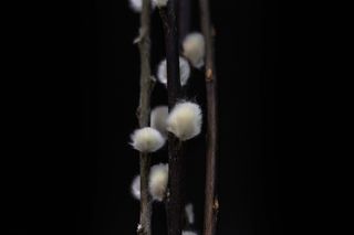 阿拉伯联合酋长国、沙迦、阿勒汗、自然、花卉、毛皮、花蕾、植物