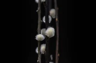 阿拉伯联合酋长国、沙迦、阿勒汗、自然、花卉、毛皮、花蕾、植物