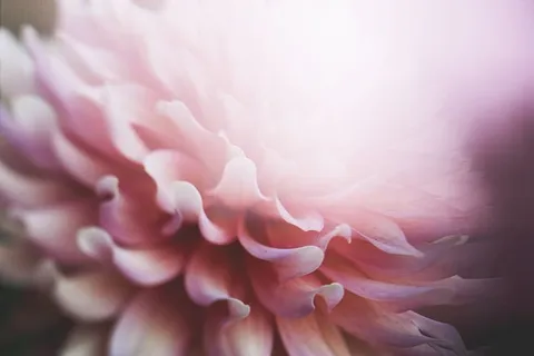 花朵,自然,花朵,粉色,花瓣,波基,宏观,户外 花朵,自然,花朵,粉色,花瓣,波基,宏观,户外