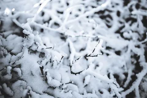 雪树特写 雪树特写