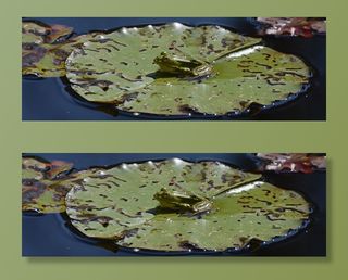 绿色，百合荚，青蛙，水，百合池塘，池塘，百合垫，自然