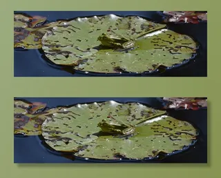 绿色，百合荚，青蛙，水，百合池塘，池塘，百合垫，自然