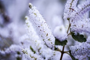 一簇簇美丽的白色小花