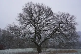 橡树, kahl, 雪, 自然, 树, 植物, 光秃秃的树, 树枝