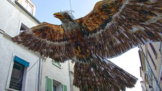 动物, 鸟, 秃鹰, 鹰, 秃鹫, 6 rue du chemin de fer, 法国