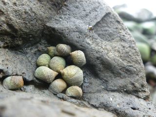 特写，白天，纹理，无人，选择性聚焦，自然，动物，野生动物