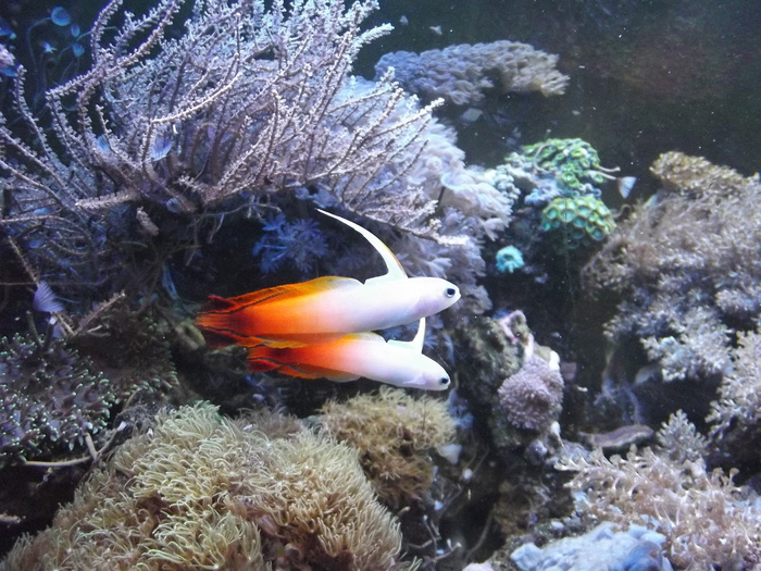 鱼，咸水水族馆，祖母火热，野生动物，野生动物，动物，动物主题，水
