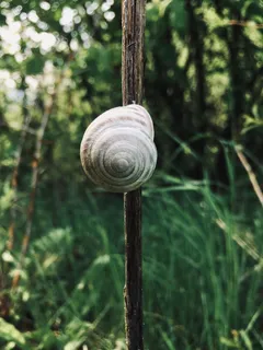 蜗牛、自然、绿色、夏季、木棒、锁屏壁纸、植物、聚焦前景 蜗牛、自然、绿色、夏季、木棒、锁屏壁纸、植物、聚焦前景
