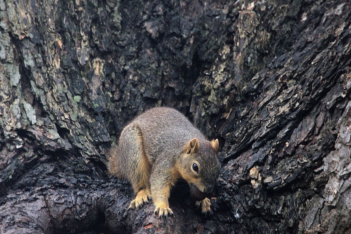 松鼠，哺乳动物，啮齿动物，动物，野生动物，野生动物，动物学，哺乳动物