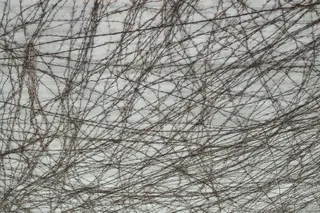 混凝土，缠绕，植物，背景，全框架，没有人，光秃秃的树，树