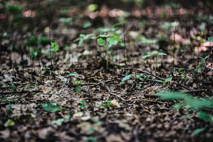 穿过森林漫步莫兹