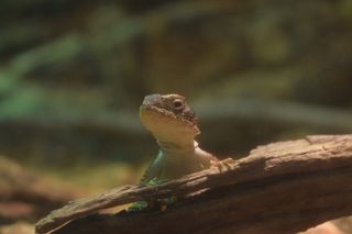 澳大利亚, ​​南珀斯, 珀斯动物园, 绿色, 棕色, 蜥蜴, 伪装, 自然