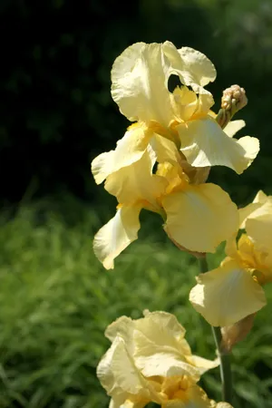黄鸢尾，夏花，多年生开花，花园，园林植物，黄花，开花植物，花