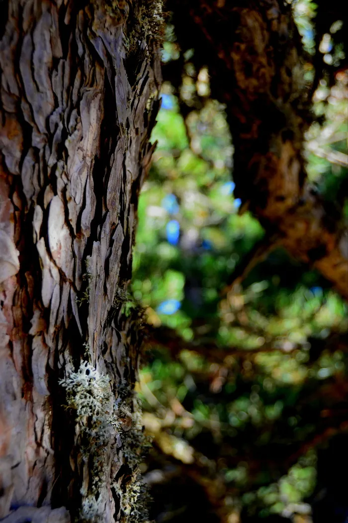 树, 绿色, 木纤维板, 自然, 叶子, 森林, 木材, 树干