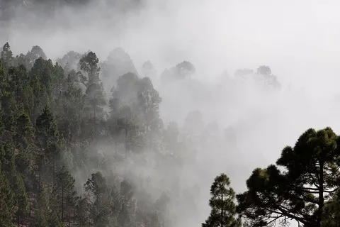 绿色,森林树木,覆盖,雾,轮廓,松树,树木,神秘 绿色,森林树木,覆盖,雾,轮廓,松树,树木,神秘