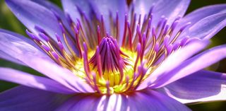 紫色花瓣的花，花，开花，开花，自然，紫色的花，关闭，异国情调