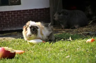 草，植物，动物，哺乳动物，德国，汉堡，蒂尔帕克哈根贝克，食品