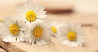 花，黄色，花瓣，模糊，盛开，明亮，洋甘菊，雏菊