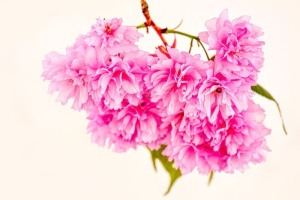 杏树，开花，开花，树，树枝，春天，自然，杏花