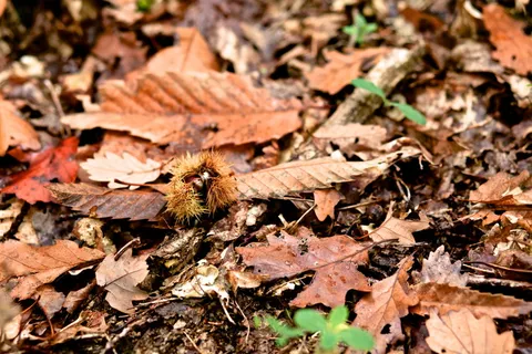 秋天，自然，树叶，季节，木材，秋天，查塔涅，图卢兹