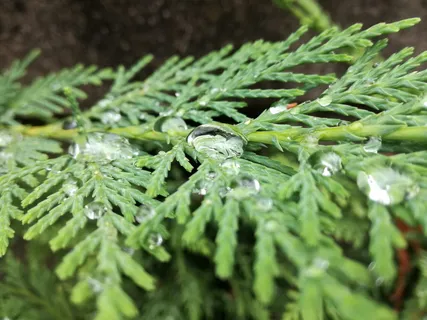 绿色，植物，选择性聚焦，特写，生长，叶子，植物部分，没有人