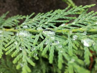 绿色，植物，选择性聚焦，特写，生长，叶子，植物部分，没有人