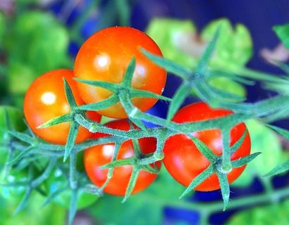 食物，蔬菜，西红柿，自然，花园，健康，食物和饮料，健康饮食