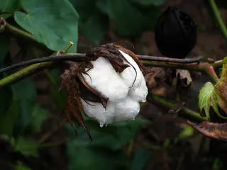 棉花，植物，特写，聚焦前景，植物部分，叶子，生长，没有人