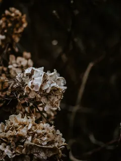 白色花瓣花,植物,花,花,天竺葵,树,樱花,花粉 白色花瓣花,植物,花,花,天竺葵,树,樱花,花粉