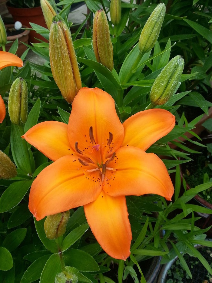一种橙色的百合花。