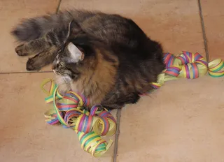 流光，猫，躺着，休眠，一个动物，家养，动物主题，家养动物