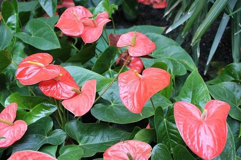 粉色，花朵，花瓣，自然，花朵，植物，白色，花朵