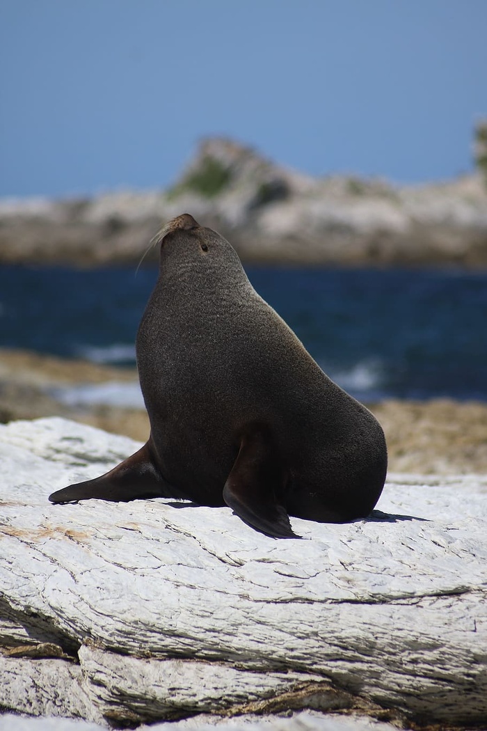 自然，水域，动物世界，海洋，海狮，新西兰，南岛，凯库拉