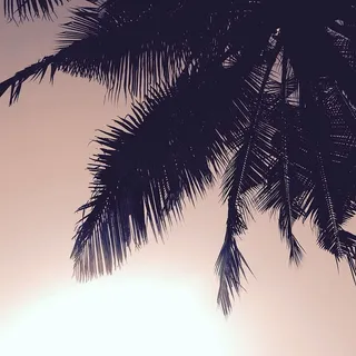 椰子树,自然,棕榈树,剪影,天空,树,棕榈树,夏天 椰子树,自然,棕榈树,剪影,天空,树,棕榈树,夏天