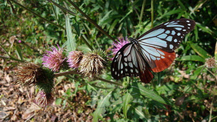 蝴蝶，自然，昆虫，花，五颜六色，马利筋，蝴蝶，danainae