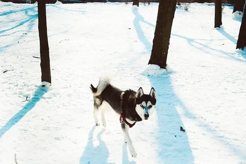 黑白西伯利亚哈士奇犬 黑白西伯利亚哈士奇犬