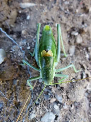 肠道昆虫，蚱蜢，肠道，昆虫，蚱蜢，肠道昆虫，齿尾多角鱼，齿尾孤儿，katydid