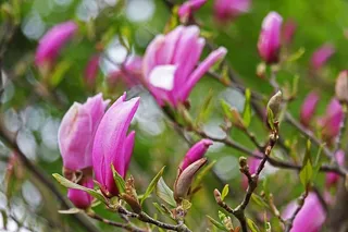 木兰，木兰树，春天，自然，木兰花，弗林斯布吕赫，粉红，木兰花