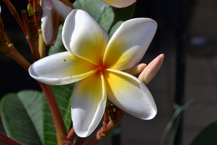 frangipani，花，植物，开花植物，植物，脆弱，脆弱，自然之美