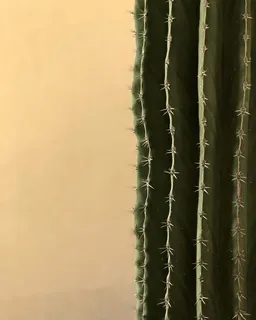 绿色仙人掌的宏观拍摄 绿色仙人掌的宏观拍摄