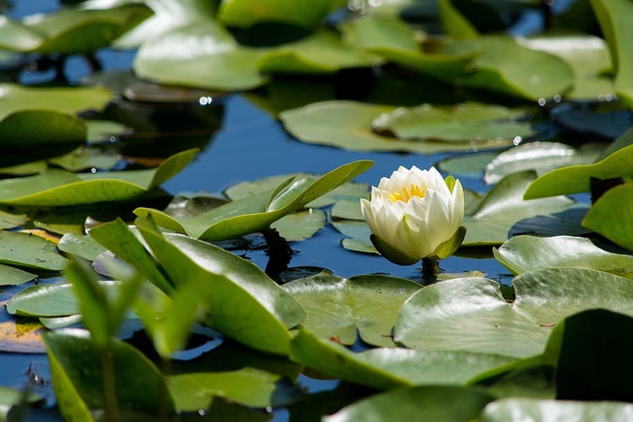 水生植物，花卉，草本植物，百合，百合，自然，睡莲科，户外