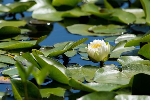水生植物,花卉,草本植物,百合,百合,自然,睡莲科,户外 水生植物,花卉,草本植物,百合,百合,自然,睡莲科,户外