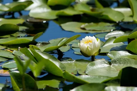 水生植物,花卉,草本植物,百合,百合,自然,睡莲科,户外 水生植物,花卉,草本植物,百合,百合,自然,睡莲科,户外