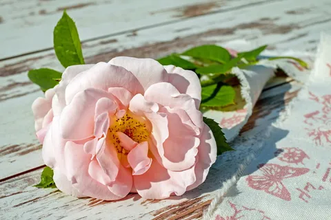 选择性,聚焦摄影,粉色,白色,花瓣状花朵,花朵,玫瑰,花朵 选择性,聚焦摄影,粉色,白色,花瓣状花朵,花朵,玫瑰,花朵