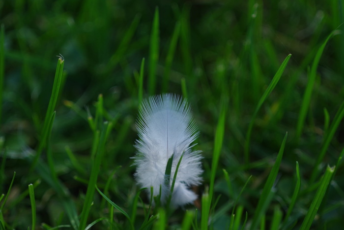 羽毛，羽绒，白色，轻微，蓬松，草，灯心草，羽重