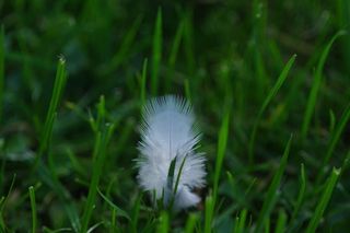 羽毛，羽绒，白色，轻微，蓬松，草，灯心草，羽重