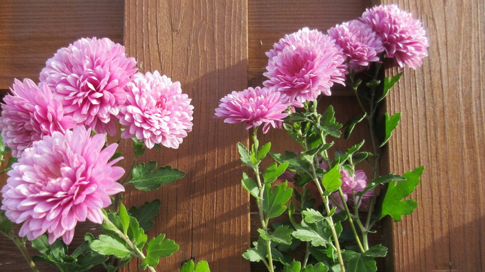 紫菀、菊花、粉红色、花、木、花、花瓣、开花植物