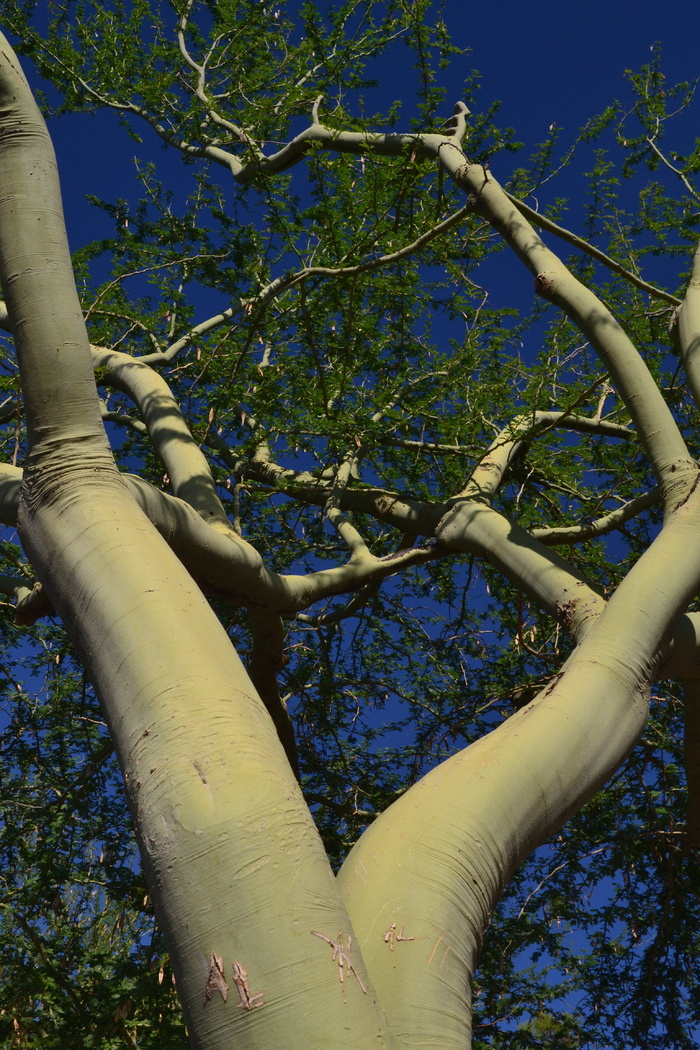 palo verde tree，沙漠树，亚利桑那州，图森，植物，树，低角度视图，树枝