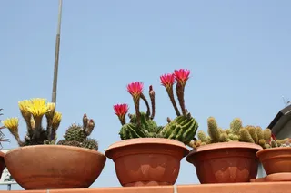 花，植物，自然，花园，花盆，仙人掌科，室内植物，夏天