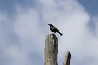 入口，美国，丹佛动物园，黑色天空，丹佛